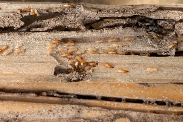 Reliable Citrus Hills, FL Pest Control Solutions